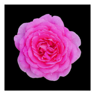 Poster rose