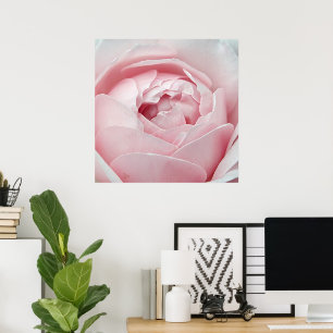 Poster rose