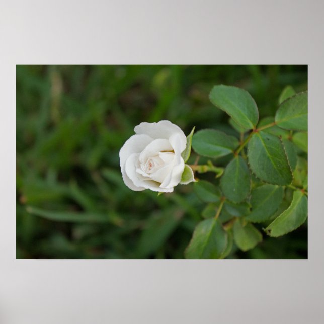 Poster Rose (Devant)