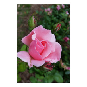 Poster rose