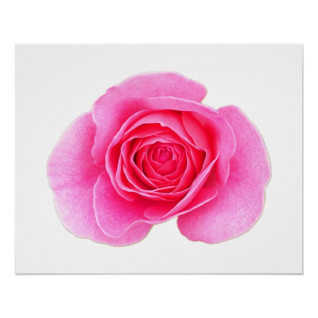 Poster rose (Devant)