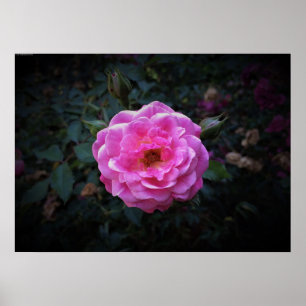 Poster Rose,