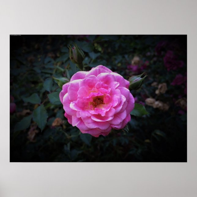 Poster Rose, (Devant)