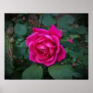 Poster Rose,