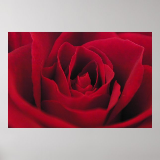 Poster Rose (Devant)