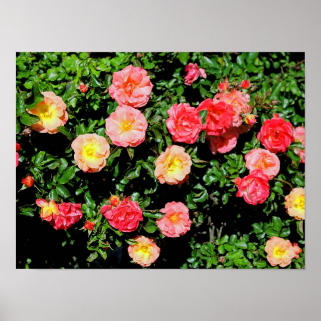 Poster Rose (Devant)