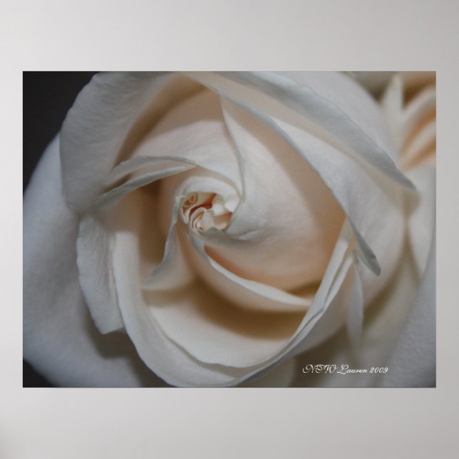 Poster Rose 13 (Devant)