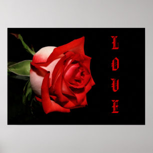 POSTER ROSE AMOUR