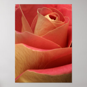Poster Rose amoureux