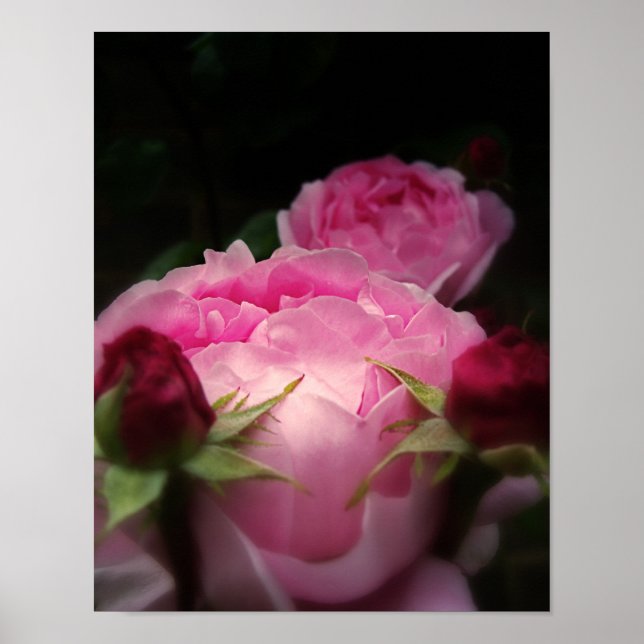Poster Rose anglais rose (Devant)