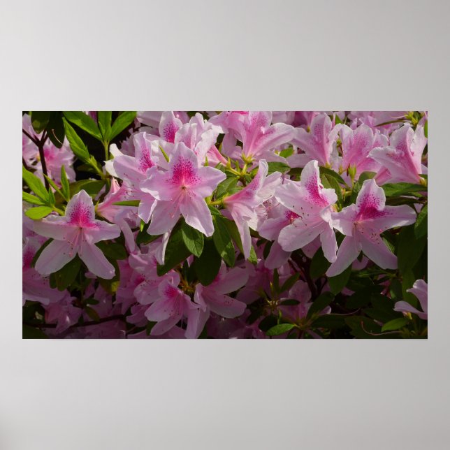 Poster Rose Azalea Bush printemps floral (Devant)