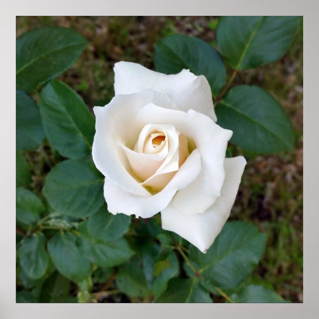 Poster rose blanche (Devant)