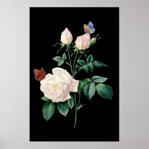 Poster Rose blanche avec arrière - plan noir papillon