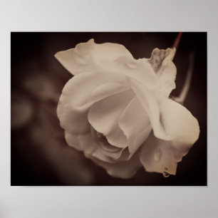 Poster Rose blanche avec gouttes de pluie à Sepia