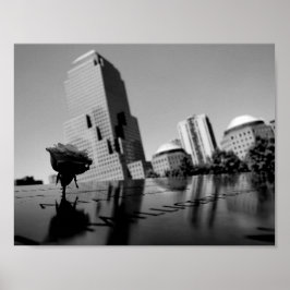 Poster Rose blanche du souvenir