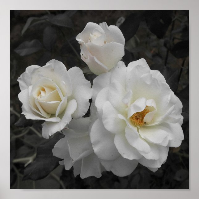 Poster rose blanche en gris (Devant)
