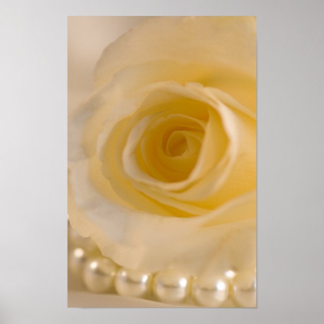 Poster Rose Blanche et Perles (Devant)