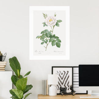 Poster Rose blanche ordinaire Art Vintage floral