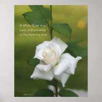 Poster Rose blanche : ROSE et PROSE 16x20