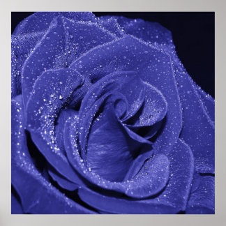 Poster Rose bleu