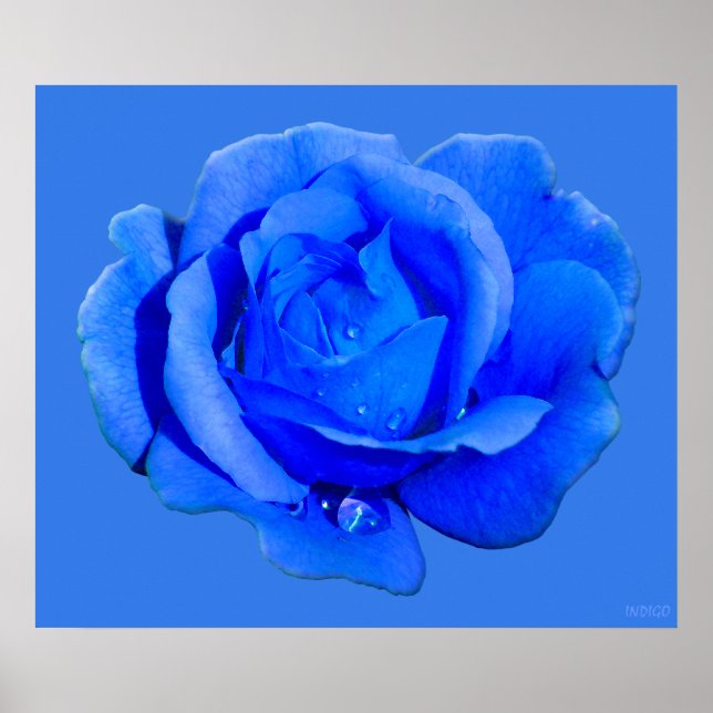 Poster Rose bleu Imprimer Belle Fleur Art Imprimer (Devant)