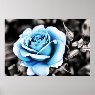 Poster Rose bleue