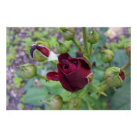Rose bourguignonne après la pluie