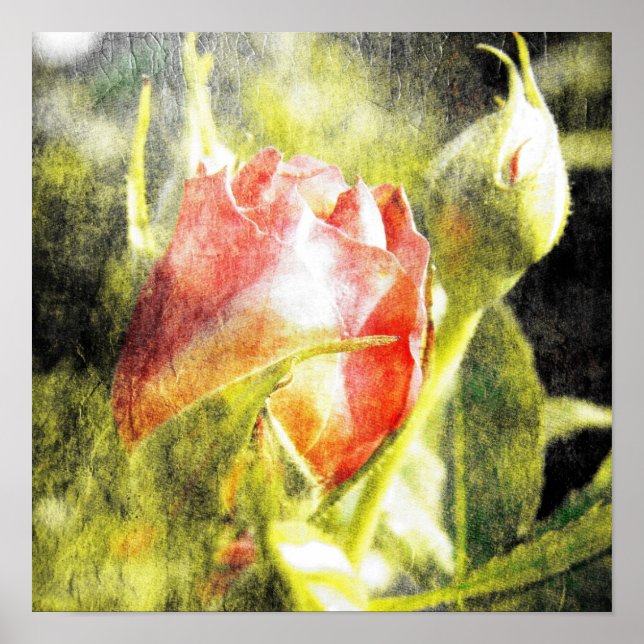 Poster Rose Bud (Devant)