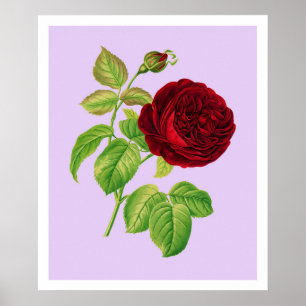 Poster Rose Cabbage