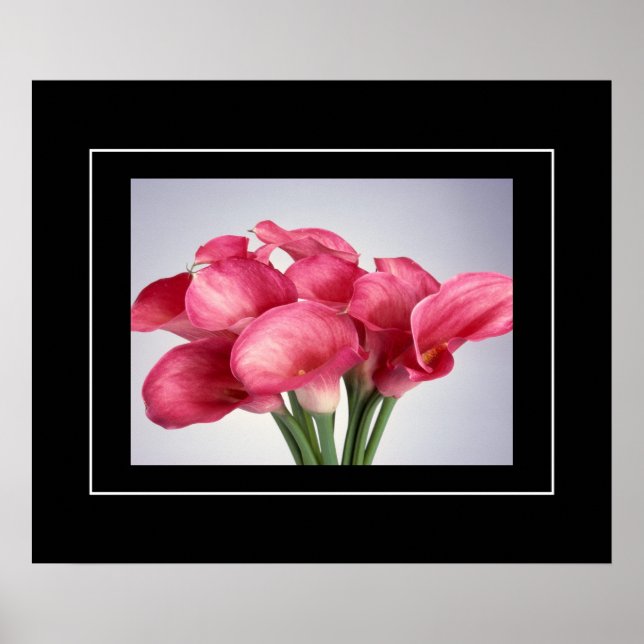 Poster rose Calla Lilies (Devant)