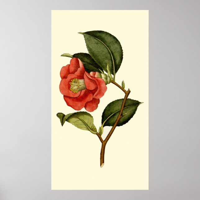 Poster Rose Camellia (Devant)