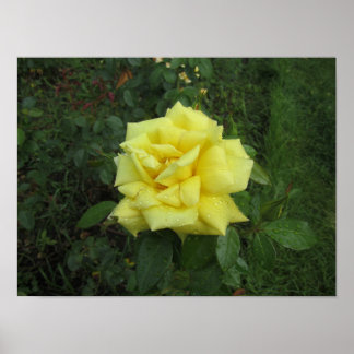 Poster Rose cubiste