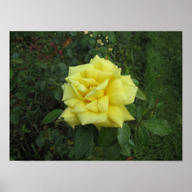 Poster Rose cubiste (Devant)