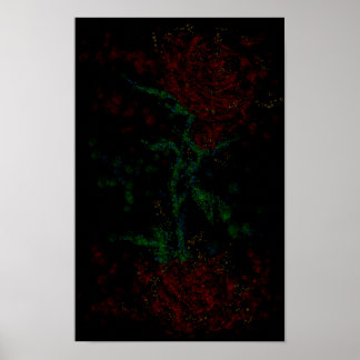 Poster Rose dans le noir