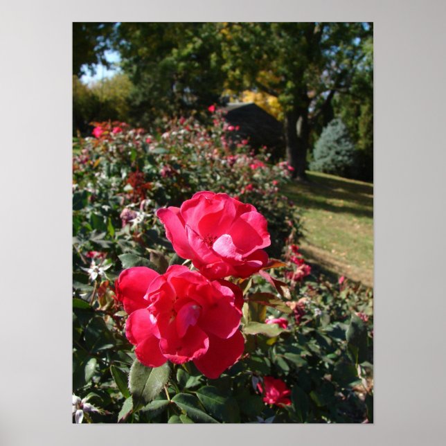 Poster Rose d'automne (Devant)