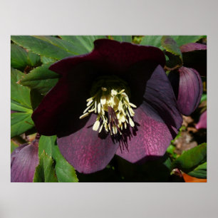 Poster Rose de Carême violette Fleur de Pâques