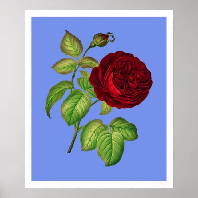 Poster Rose de chou (Devant)