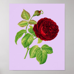 Poster Rose de chou