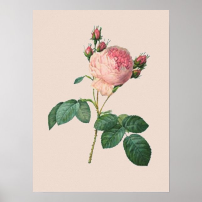 Poster Rose de chou Botanique (Devant)