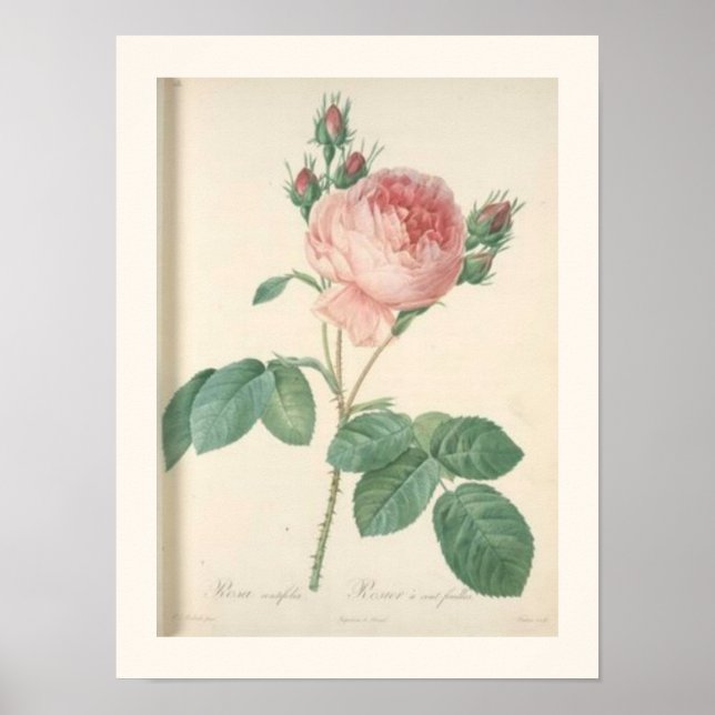 Poster Rose de chou Botanique Rose anglais (Devant)