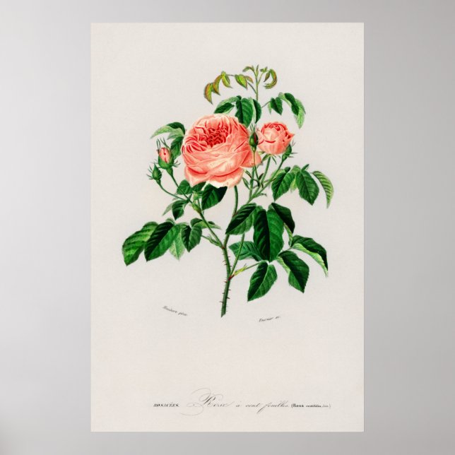Poster Rose de chou (Rosa Centifilia) (Devant)
