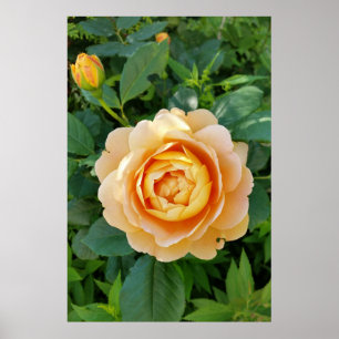 Poster Rose de couleur or