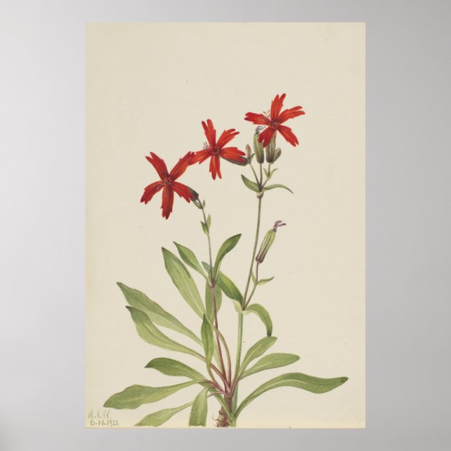Poster Rose de feu (Silene virginica) (Devant)