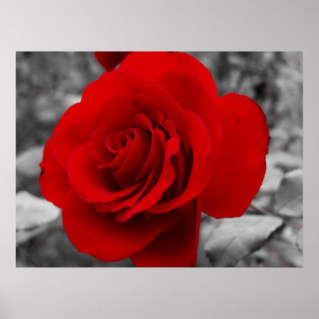 Poster Rose de grand-mère (Devant)