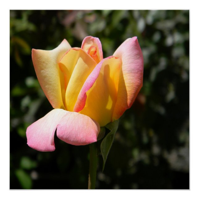 Poster Rose de la paix... (Devant)