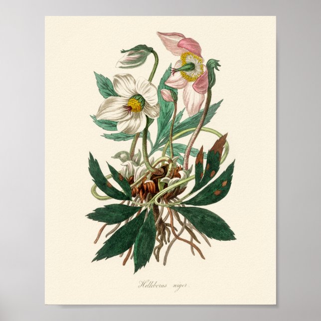 Poster Rose de Noël (Helleborus niger) (Devant)