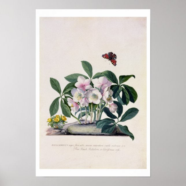 Poster Rose de Noël (Helleborus niger) et Aconi d'hiver (Devant)