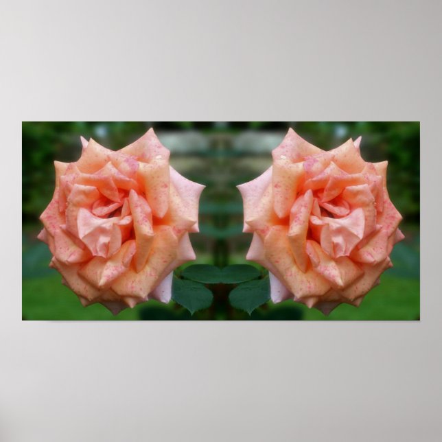 Poster Rose de pêche en mosaïque dans le miroir en fleur  (Devant)