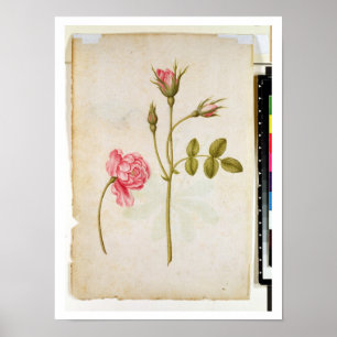 Poster Rose de rose, c.1568