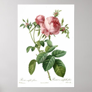 Poster Rose de rose par Redoute